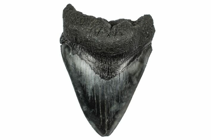 Fossil Megalodon Tooth - South Carolina #340195